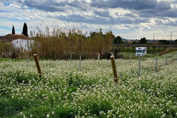 Celler Carol Vallès