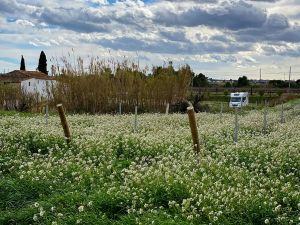 Celler Carol Vallès