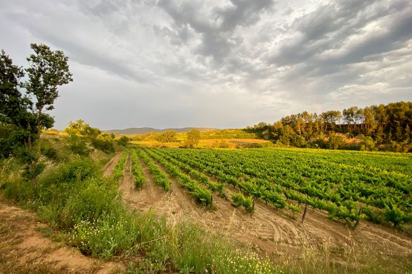 Celler Eudald Massana Noya