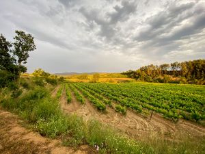 Celler Eudald Massana Noya