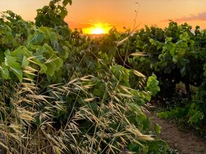 Sant Cugat Sesgarrigues