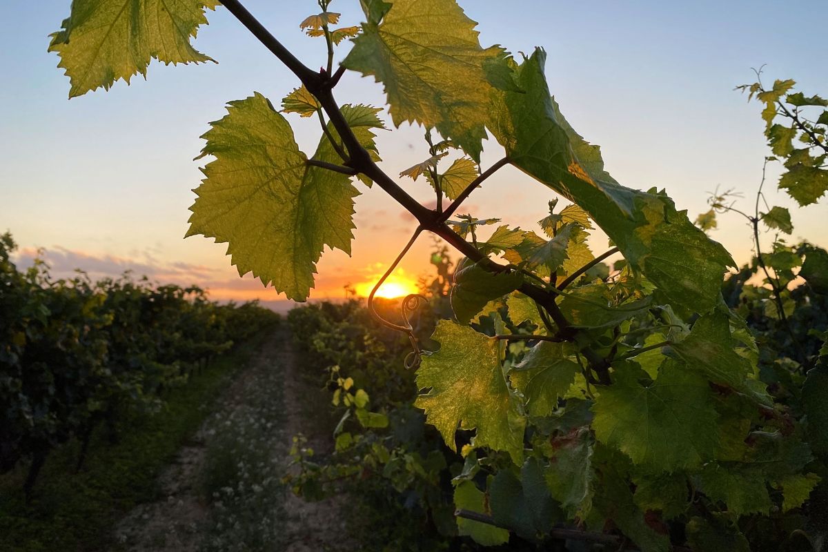 Sant Cugat Sesgarrigues