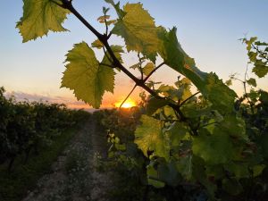 Sant Cugat Sesgarrigues