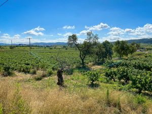 Sant Cugat Sesgarrigues